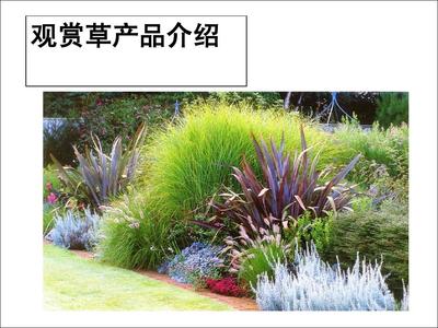 觀賞草產(chǎn)品介紹PPT