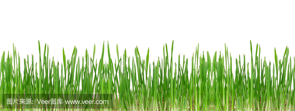 綠草孤立在白色